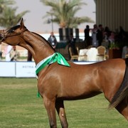 2011 Al Khalediah Arabian Horse Festival - Day 1