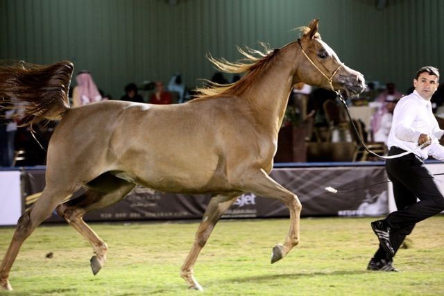 2011 Al Khalediah Arabian Horse Festival - Day 1