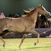 2011 Al Khalediah Arabian Horse Festival - Day 1