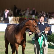 2011 Al Khalediah Arabian Horse Festival - Day 1