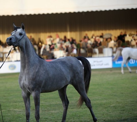 2011 Al Khalediah Arabian Horse Festival - Day 1