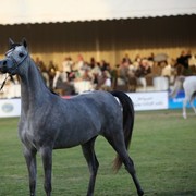 2011 Al Khalediah Arabian Horse Festival - Day 1