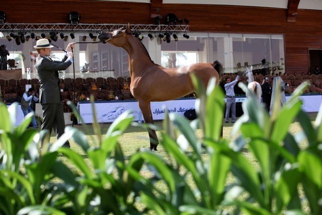 2011 Al Khalediah Arabian Horse Festival - Day 1