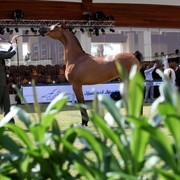 2011 Al Khalediah Arabian Horse Festival - Day 1