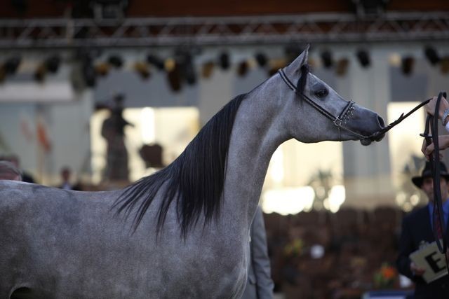2011 Al Khalediah Arabian Horse Festival - Day 1