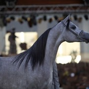 2011 Al Khalediah Arabian Horse Festival - Day 1