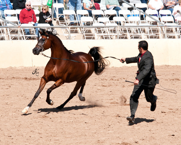 2011 Scottsdale Arabian Horse Show