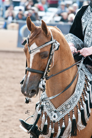 2011 Scottsdale Arabian Horse Show