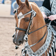 2011 Scottsdale Arabian Horse Show