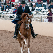 2011 Scottsdale Arabian Horse Show
