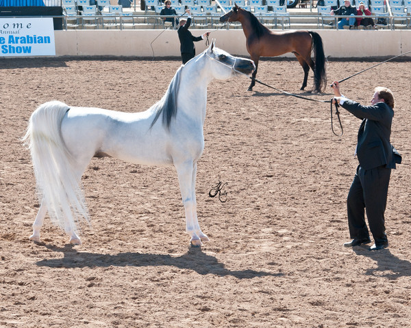 2011 Scottsdale Arabian Horse Show