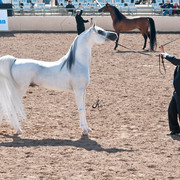 2011 Scottsdale Arabian Horse Show