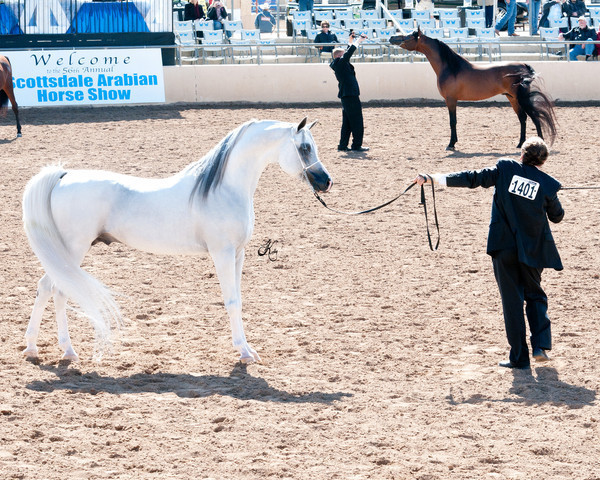 2011 Scottsdale Arabian Horse Show