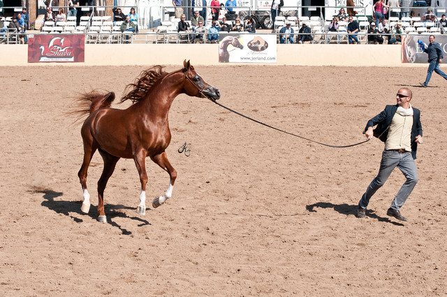 2011 Scottsdale Arabian Horse Show