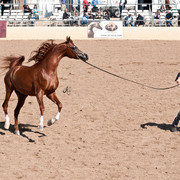 2011 Scottsdale Arabian Horse Show
