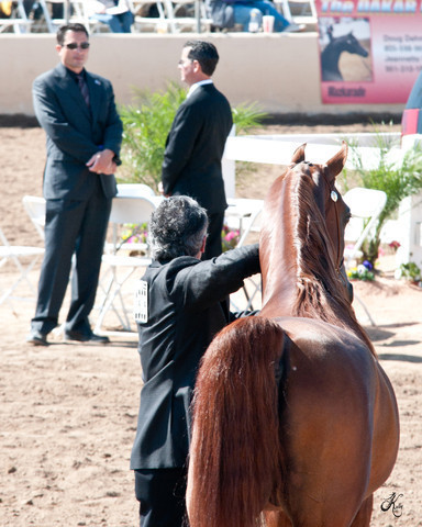 2011 Scottsdale Arabian Horse Show
