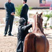 2011 Scottsdale Arabian Horse Show