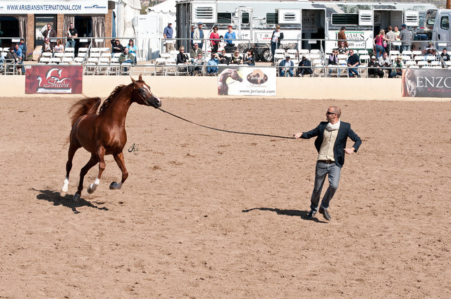 2011 Scottsdale Arabian Horse Show