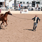 2011 Scottsdale Arabian Horse Show