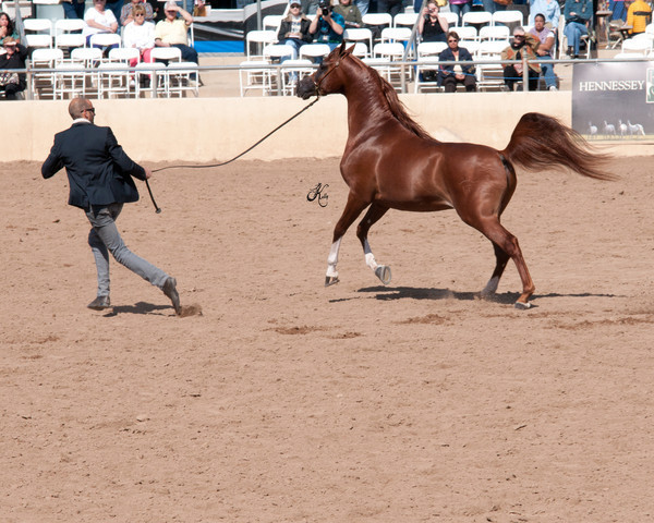 2011 Scottsdale Arabian Horse Show