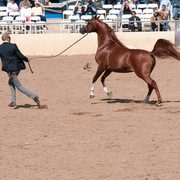 2011 Scottsdale Arabian Horse Show