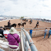 2011 Scottsdale Arabian Horse Show