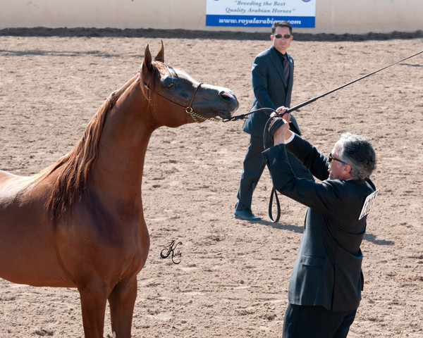 2011 Scottsdale Arabian Horse Show