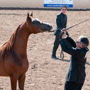 2011 Scottsdale Arabian Horse Show