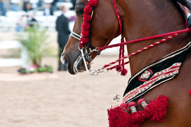 2011 Scottsdale Arabian Horse Show