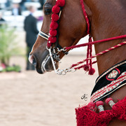 2011 Scottsdale Arabian Horse Show