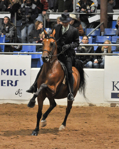 2011 Scottsdale Arabian Horse Show
