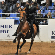 2011 Scottsdale Arabian Horse Show