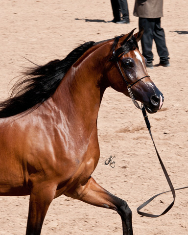 2011 Scottsdale Arabian Horse Show