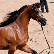 2011 Scottsdale Arabian Horse Show
