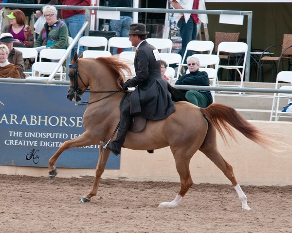 2011 Scottsdale Arabian Horse Show