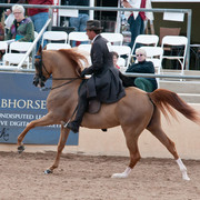 2011 Scottsdale Arabian Horse Show