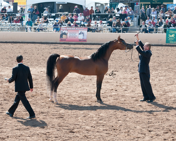2011 Scottsdale Arabian Horse Show