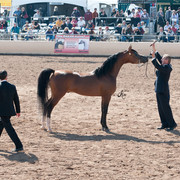 2011 Scottsdale Arabian Horse Show