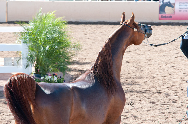2011 Scottsdale Arabian Horse Show