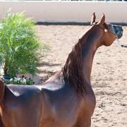 2011 Scottsdale Arabian Horse Show