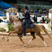 2011 Scottsdale Arabian Horse Show