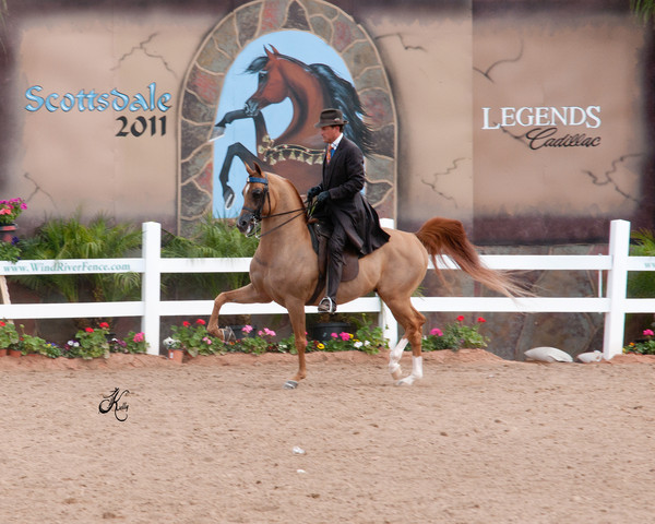 2011 Scottsdale Arabian Horse Show