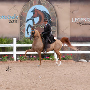 2011 Scottsdale Arabian Horse Show