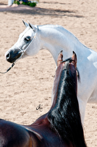 2011 Scottsdale Arabian Horse Show