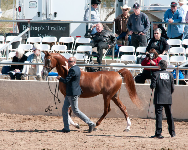 2011 Scottsdale Arabian Horse Show