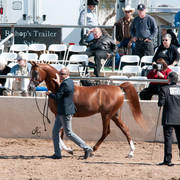 2011 Scottsdale Arabian Horse Show