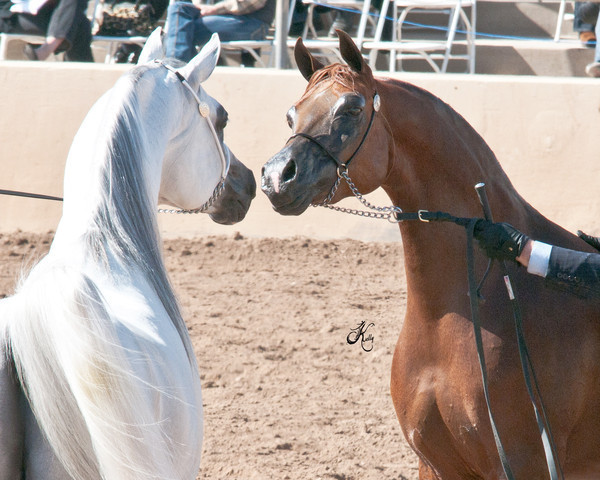 2011 Scottsdale Arabian Horse Show