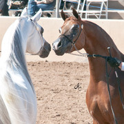 2011 Scottsdale Arabian Horse Show