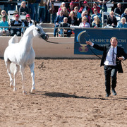 2011 Scottsdale Arabian Horse Show