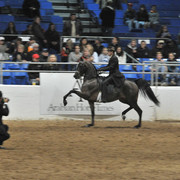 2011 Scottsdale Arabian Horse Show